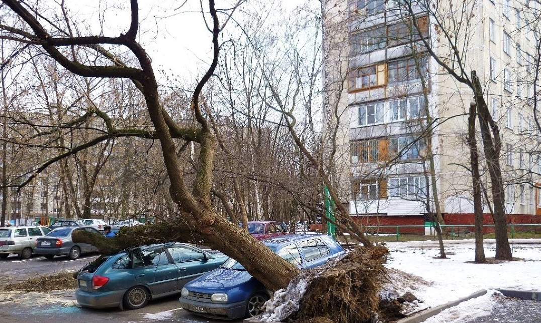 Незаконная вырубка дерева в городе