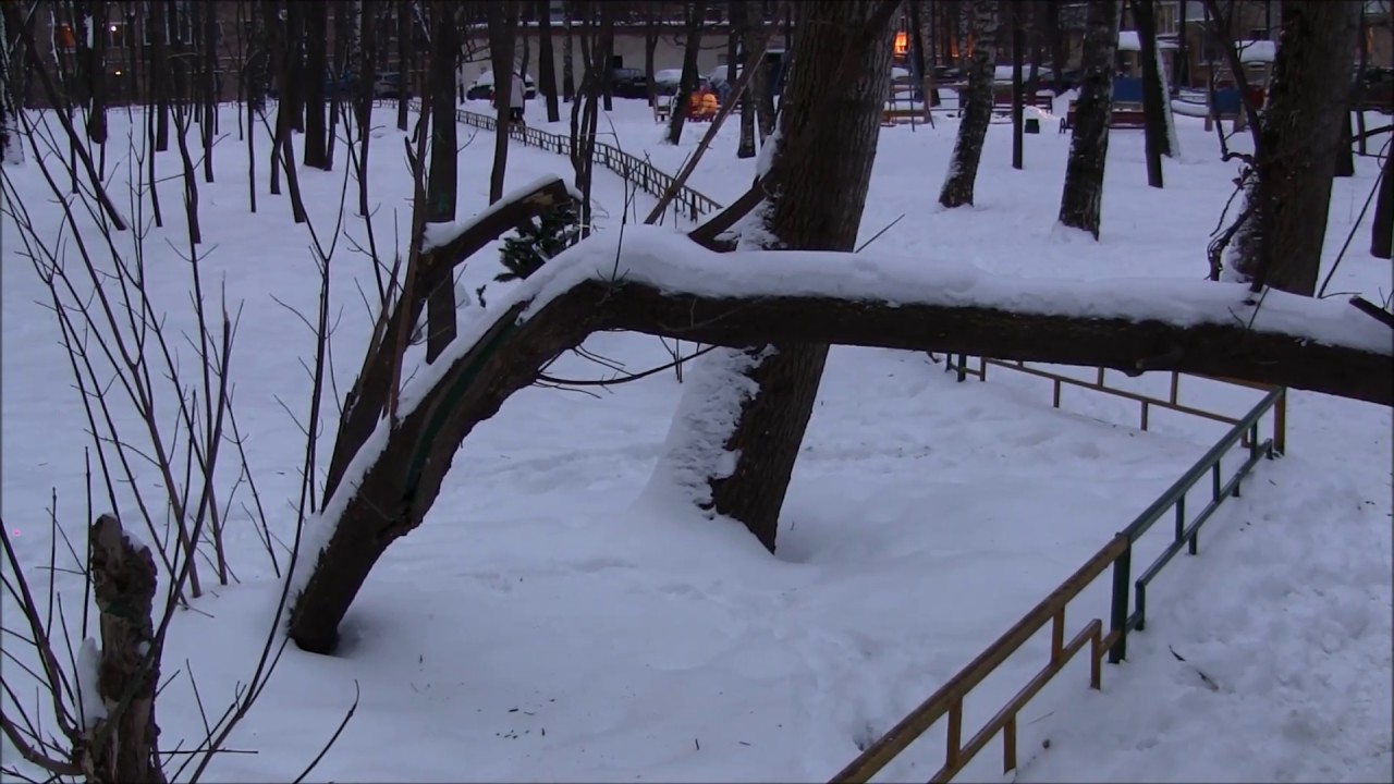 Незаконная вырубка дерева в городе