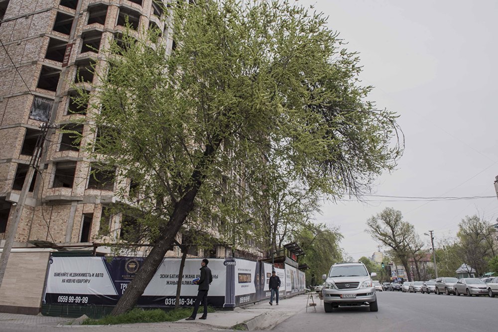 Незаконная вырубка дерева в городе